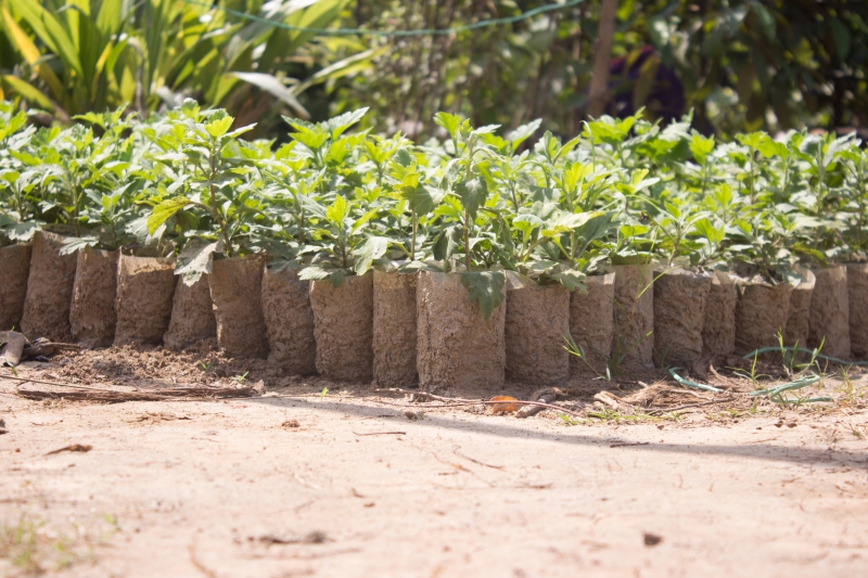 pepiniere-NANS LES PINS-min_tree-tree-plant-plant-seeding-nursery-greenhouse-1622765-pxhere.com